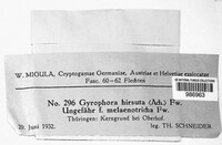Umbilicaria hirsuta image